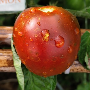 Puede incluir: Primer plano de un tomate maduro, rojo oscuro, con gotas de agua en su superficie. El tomate tiene una forma ligeramente irregular y una parte superior de color amarillo verdoso. En el fondo se ven hojas verdes y un soporte de madera.