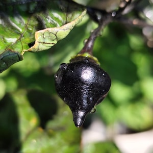 Peut inclure: Gros plan d'un piment noir avec des gouttelettes d'eau, attaché à une tige sombre. Le piment a une surface brillante et une pointe. Des feuilles vertes sont visibles en arrière-plan, créant un cadre naturel. Le piment semble être une variété unique.