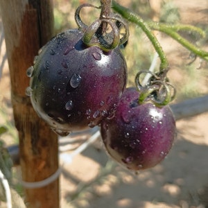 Puede incluir: Dos tomates de color morado oscuro con gotas de agua sobre ellos. Los tomates están colgando de una vid.