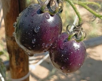Tomate Blue Manzano , 10 semillas (93)