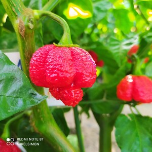 Puede incluir: Primer plano de un chile rojo y abultado que crece en una planta verde. El chile tiene una forma única y bulbosa.
