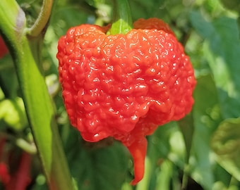 CAROLINA REAPER, 10 Seeds, Capsicum chinense, Homegrown (200)