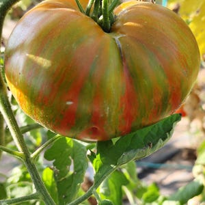 Puede incluir: Primer plano de un gran tomate antiguo, que muestra una mezcla de colores. El tomate tiene rayas verdes, rojas y naranjas, con una forma ligeramente aplanada. Está unido a una vid verde con hojas.
