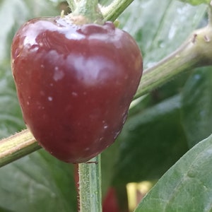 Rocoto Chocolate X PS, 10 seeds, Capsicum pubescens (473)