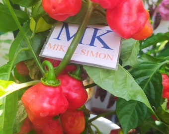 Aji Dulce Puerto Rico,10 semillas,Capsicum chinense (67)