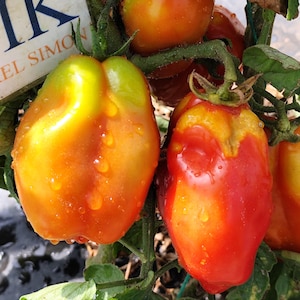 Puede incluir: Primer plano de tomates maduros en la vid, mostrando una vibrante mezcla de tonos rojos, naranjas y amarillos. Los tomates tienen forma de pera y están cubiertos de gotas de agua. La imagen incluye un letrero que dice "IK EL SIMON".