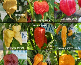 SUPER HOT 10+++, 9 hottest chilies in the world, 90 seeds, pack(2)