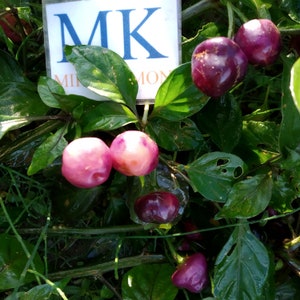 May include: Image of a plant with glossy green leaves and a cluster of round, colourful peppers. The peppers vary in shade from pale pink to dark purple. A white sign with the letters "MK" is visible.