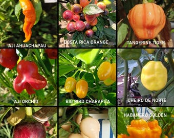 SUPER HOT 10 +++, 9 hottest chili peppers in the world, 90 seeds, pack (3)