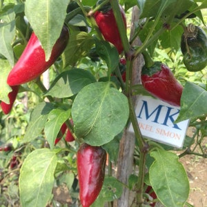 Puede incluir: Primer plano de una planta de pimientos con varios pimientos rojos brillantes y hojas verdes. Los pimientos son alargados y tienen un aspecto brillante. Se ve un letrero blanco con el texto "MK" y "KEL SIMON".
