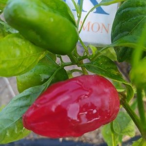 Puede incluir: Un pimiento rojo creciendo en una planta de pimiento verde. El pimiento es brillante y tiene una superficie lisa. La planta tiene hojas verdes y un tallo marrón.