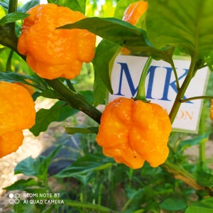Puede incluir: Primer plano de una planta de pimiento naranja brillante con varios pimientos maduros. Los pimientos son abultados y tienen una forma única. La planta está etiquetada como "MK ON".