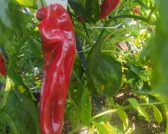 Sweet Palermo,10 semillas,Capsicum annuum (470)