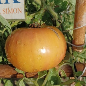 Jarson Tomat 9/1, 10 frön (153)