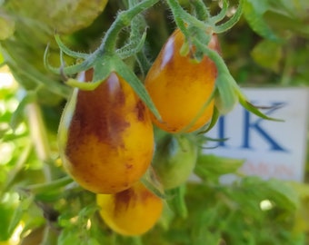 Tomate Indigo Pear Drops , 10 graines (17)