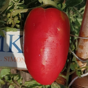 Puede incluir: Un tomate rojo brillante con una superficie lisa y brillante. El tomate está creciendo en una vid y tiene algunas gotas de agua sobre él.