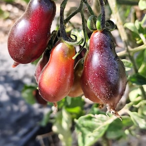 Rosa Kumquat-Tomate, Opal, 10 Samen (131)