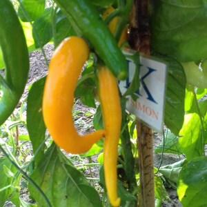 Aji Challuaruro,10 semillas,Capsicum baccatum 428