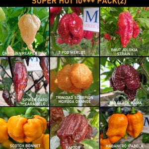 SUPER HOT 10 +++, 9 peperoncini più piccanti al mondo, 90 semi, confezione (2)