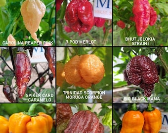 SUPER HOT 10 +++, 9 peperoncini più piccanti al mondo, 90 semi, confezione (2)