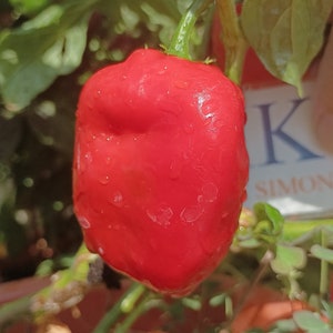 Può includere: Un peperone rosso vivo con goccioline d'acqua sulla sua superficie. Il peperone è appeso a uno stelo verde ed è a fuoco. Lo sfondo è sfocato e verde.