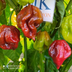 May include: A close-up shot of several chillies in different stages of ripeness, from green to red. The chillies have a distinctive, wrinkled form and are attached to green stems. The image is well-lit, highlighting the vibrant colours and textures of the chillies.