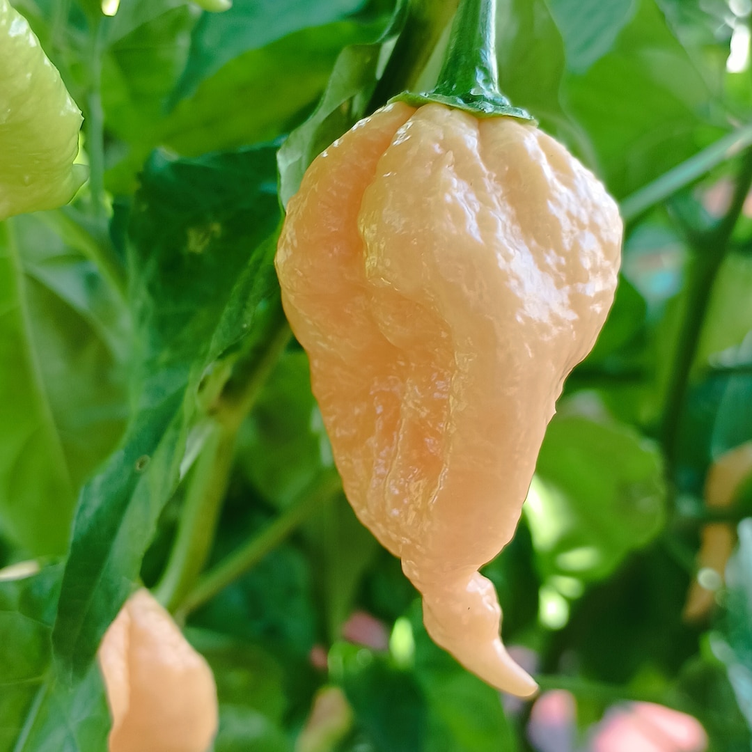 Carolina Reaper Pink, 10 Samen, Capsicum chinense (528) - Etsy Österreich