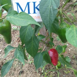 ESPELETTE PEPPER, 10 Samen, Capsicum annuum, (247)