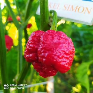 Puede incluir: Primer plano de un pimiento rojo y abultado con un tallo verde. El pimiento está creciendo en una planta con hojas verdes. Una etiqueta blanca con el texto "KEL SIMON" es visible en el fondo.
