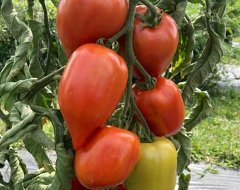 Può includere: Un grappolo di pomodori allungati a forma di pera appesi a un tralcio verde. I pomodori mostrano diversi stadi di maturazione, dal rosso intenso al giallo-verde pallido, circondati da foglie verdi arricciate e strutturate sulla pianta.