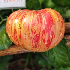 Puede incluir: Primer plano de un tomate maduro con rayas rojas y amarillas, brillante con gotas de agua. El tomate está rodeado de hojas verdes y un soporte de madera. El texto "L SIMON" es visible en el fondo.