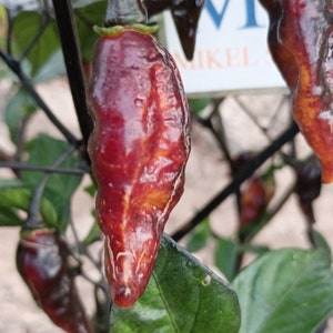 Spiker Card Caramelo , 10 semillas , Capsicum chinense (523)