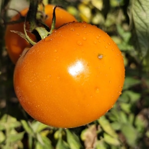 Puede incluir: Primer plano de un tomate naranja maduro con gotas de agua en su superficie. El tomate está unido a un tallo verde, con otro tomate visible en el fondo. Hojas verdes rodean los tomates.