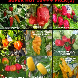 SUPER HOT 10+++, 9 hottest chilies in the world, 90 seeds, pack(2)