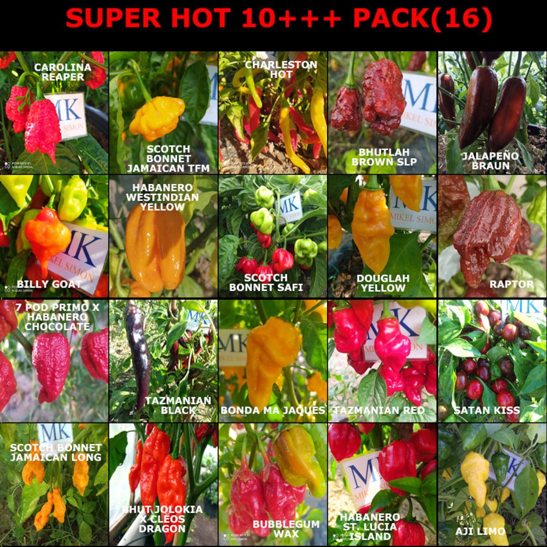 SUPER HOT 10 20 schärfste Chilis der Welt 200 Samen Etsy.de