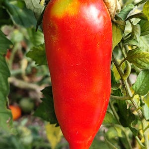 May include: A single elongated, cylindrical tomato hanging from a green vine. The tomato has a smooth, vibrant red skin with a subtle patch of yellow-green near the stem attachment point. The fruit is tapered at the bottom and rounded at the top.