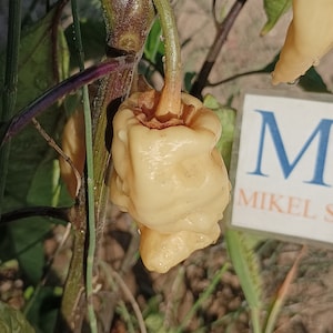 Puede incluir: Un pimiento amarillo pálido con una textura arrugada cuelga de una planta. El pimiento es ligeramente translúcido y tiene una forma redondeada.