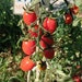see more listings in the Tomato seeds section