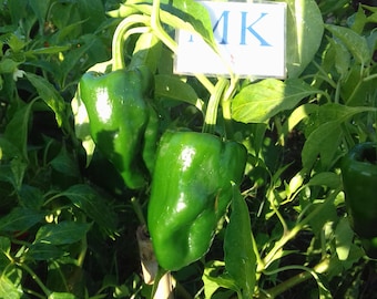 Poblano,10 zaden,zaden,Capsicum annuum (6)