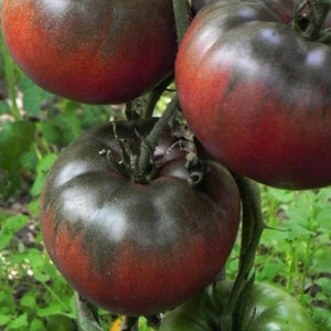 Puede incluir: Tres tomates grandes y redondos que cuelgan de una rama verde. Los tomates presentan una piel de color púrpura oscuro y marrón rojizo con sutiles tonos verdes cerca de los tallos. La superficie de cada tomate es lisa con ligeras hendiduras.