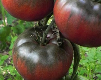 Tomate Black From Tula , 10 semillas (3)