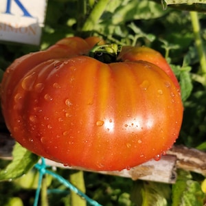 Puede incluir: Primer plano de un tomate reliquia maduro, de color rojo anaranjado vibrante con rayas amarillas verticales. Gotas de agua brillan en la superficie del tomate. Rodeado de hojas y tallos verdes, con un pequeño letrero "K SIMON".