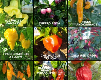 9 chiles mas picantes del mundo,90 semillas,SUPER HOT 10+++, pack(10)