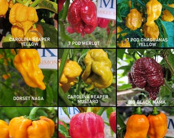 Chiles mas picantes del mundo , super hot ,9 variedades, 90 semillas, pack(2)