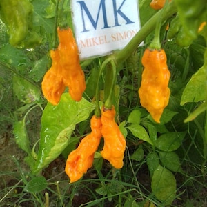 Puede incluir: Primer plano de pimientos de color naranja brillante con una forma única y arrugada, creciendo en una planta con exuberantes hojas verdes. Un letrero con las letras "MK" y el nombre "MIKEL SIMON" es visible en el fondo.