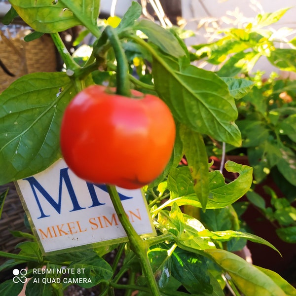 Rocoto Marlene, 10 Samen, Capsicum pubescens (426)