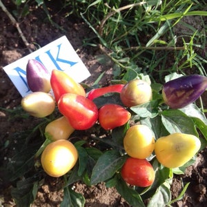 Burke Backyard Thai Chilli,10 seeds,Capsicum annuum (262)