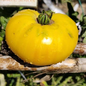Puede incluir: Primer plano de un tomate amarillo maduro con un tallo verde. El tomate tiene una forma ligeramente irregular y está cubierto de pequeñas gotas de agua. El letrero de fondo dice "MK MIKEL SIMON".