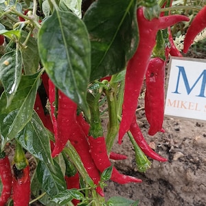 Może przedstawiać: Zbliżenie na roślinę papryki chili z wieloma dojrzałymi czerwonymi papryczkami wiszącymi na gałęziach. Roślina rośnie w ogrodzie. Papryczki są długie i cienkie, o lekko zakrzywionym kształcie. Roślina ma zielone liście i łodygi.