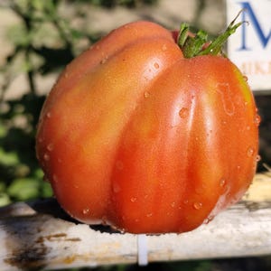 Puede incluir: Un tomate maduro, de variedad antigua, con una textura acanalada y un color rojo-naranja vibrante. Gotas de agua se adhieren a la superficie, resaltando la frescura. El tomate está unido a un tallo verde, lo que sugiere que ha sido recién cosechado.